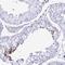 Shisa Family Member 8 antibody, NBP2-32436, Novus Biologicals, Immunohistochemistry paraffin image 