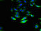 Solute Carrier Family 28 Member 1 antibody, LS-C396501, Lifespan Biosciences, Immunofluorescence image 