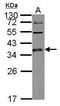UL16 Binding Protein 1 antibody, GTX123021, GeneTex, Western Blot image 