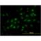 TRNA Aspartic Acid Methyltransferase 1 antibody, ENZ-45019-0100, Enzo Life Sciences, Immunofluorescence image 