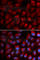 Erythrocyte Membrane Protein Band 4.1 antibody, A2490, ABclonal Technology, Immunofluorescence image 