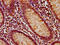 LIM Domain 7 antibody, LS-C680776, Lifespan Biosciences, Immunohistochemistry paraffin image 