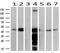 Acetyl-CoA Acyltransferase 2 antibody, NBP2-46477, Novus Biologicals, Western Blot image 