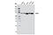 X-Ray Repair Cross Complementing 6 antibody, 4588S, Cell Signaling Technology, Western Blot image 