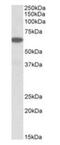 Phospholipase A2 Group IVC antibody, orb99055, Biorbyt, Western Blot image 