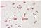 Golgin A6 Family Member B antibody, AP31976PU-N, Origene, Immunohistochemistry frozen image 
