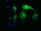 PAICS antibody, GTX83948, GeneTex, Immunofluorescence image 