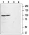 GluA1 antibody, TA328823, Origene, Western Blot image 