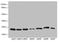 Proteasome Subunit Beta 3 antibody, LS-C676320, Lifespan Biosciences, Western Blot image 