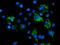 NADH:Ubiquinone Oxidoreductase Subunit A7 antibody, LS-C172857, Lifespan Biosciences, Immunofluorescence image 