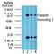 Dapper homolog 1 antibody, PA5-23216, Invitrogen Antibodies, Western Blot image 
