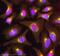 Golgi Phosphoprotein 3 antibody, ab98023, Abcam, Immunofluorescence image 
