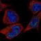Vexin antibody, HPA075134, Atlas Antibodies, Immunofluorescence image 