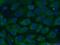 Galectin 3 Binding Protein antibody, 60066-1-Ig, Proteintech Group, Immunofluorescence image 
