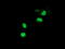 Peptidylprolyl Isomerase Domain And WD Repeat Containing 1 antibody, M11798, Boster Biological Technology, Immunofluorescence image 