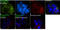 Phospholipase C Gamma 2 antibody, PA5-38319, Invitrogen Antibodies, Immunofluorescence image 