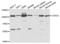 Cell cycle serine/threonine-protein kinase CDC5/MSD2 antibody, LS-C334138, Lifespan Biosciences, Western Blot image 