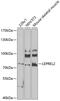Prolyl 3-Hydroxylase 3 antibody, 23-374, ProSci, Western Blot image 