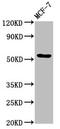 Docking Protein 7 antibody, LS-C674619, Lifespan Biosciences, Western Blot image 