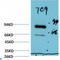 Luciferase antibody, LS-C813710, Lifespan Biosciences, Western Blot image 