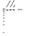 Centrosomal Protein 135 antibody, A06361, Boster Biological Technology, Western Blot image 