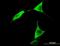 Aldehyde Dehydrogenase 1 Family Member L1 antibody, orb94686, Biorbyt, Immunofluorescence image 