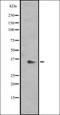RAD1 Checkpoint DNA Exonuclease antibody, orb335176, Biorbyt, Western Blot image 
