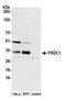 Polysaccharide Biosynthesis Domain Containing 1 antibody, A305-687A-M, Bethyl Labs, Western Blot image 