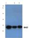 BCL2 Associated Agonist Of Cell Death antibody, AP06025PU-N, Origene, Western Blot image 