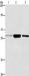 Glypican-6 antibody, TA351222, Origene, Western Blot image 