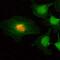 Histone Cluster 1 H2A Family Member M antibody, MA5-24692, Invitrogen Antibodies, Immunocytochemistry image 