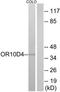 Olfactory Receptor Family 12 Subfamily D Member 3 antibody, TA315861, Origene, Western Blot image 
