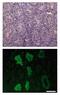Calreticulin-3 antibody, GTX00741, GeneTex, Immunohistochemistry frozen image 