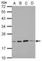 S-phase kinase-associated protein 1 antibody, LS-C155251, Lifespan Biosciences, Western Blot image 