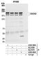 Dedicator of cytokinesis protein 2 antibody, A305-400A, Bethyl Labs, Immunoprecipitation image 
