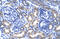 CAMP Responsive Element Binding Protein 3 Like 2 antibody, 28-160, ProSci, Enzyme Linked Immunosorbent Assay image 