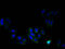 Phosphatidylserine Synthase 1 antibody, A51789-100, Epigentek, Immunofluorescence image 