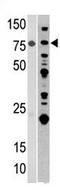 Aconitase antibody, AP11745PU-N, Origene, Western Blot image 