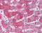 Proto-oncogene Wnt-1 antibody, TA341204, Origene, Immunohistochemistry frozen image 
