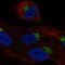 Leucine Rich Repeat Containing 43 antibody, HPA039425, Atlas Antibodies, Immunofluorescence image 