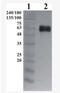 GDNF family receptor alpha-1 antibody, AP33455PU-N, Origene, Western Blot image 