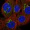 Membrane attack complex inhibition factor antibody, HPA026494, Atlas Antibodies, Immunocytochemistry image 