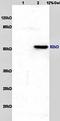 Serine/threonine-protein kinase Nek8 antibody, orb101015, Biorbyt, Western Blot image 