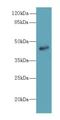 Zinc Finger Protein 670 antibody, LS-C377107, Lifespan Biosciences, Western Blot image 