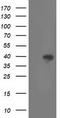 Retinaldehyde Binding Protein 1 antibody, TA503148, Origene, Western Blot image 