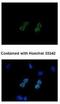 His tag antibody, NBP2-43536, Novus Biologicals, Immunocytochemistry image 