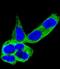 Dihydropyrimidinase Like 5 antibody, M08644-2, Boster Biological Technology, Immunofluorescence image 