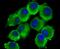 Microsomal Glutathione S-Transferase 3 antibody, NBP2-75572, Novus Biologicals, Immunofluorescence image 