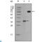 Ret Proto-Oncogene antibody, LS-C812841, Lifespan Biosciences, Western Blot image 