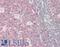 FPS antibody, LS-B13202, Lifespan Biosciences, Immunohistochemistry paraffin image 